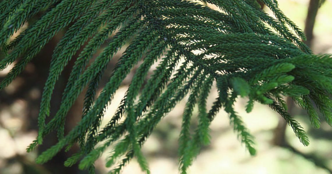 11768116016_cf02c4fd1b_b_opt