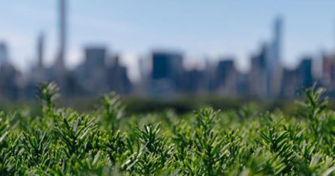 city-behind-greenery_925x_opt