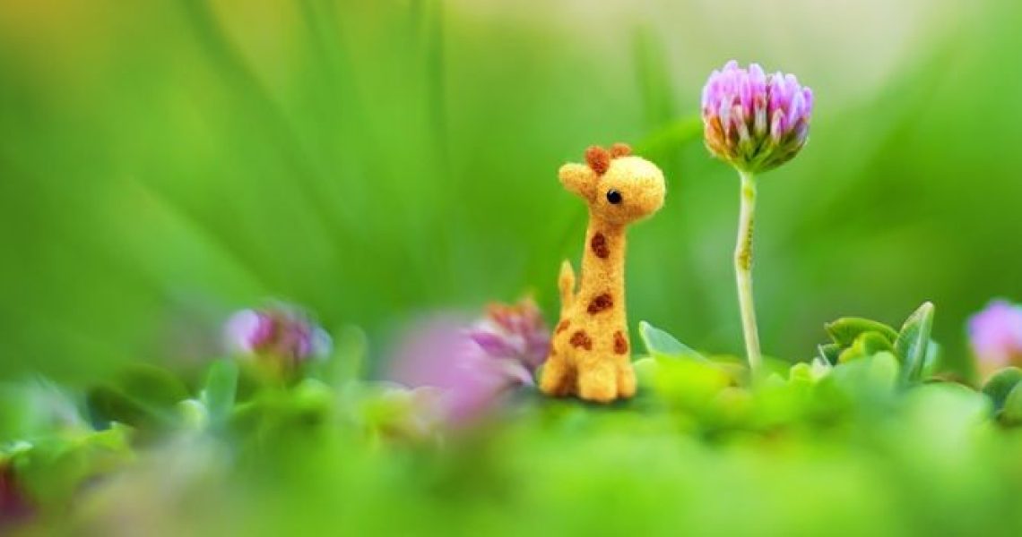 nature-grass-blossom-plant-photography-meadow-805787-pxhere_opt