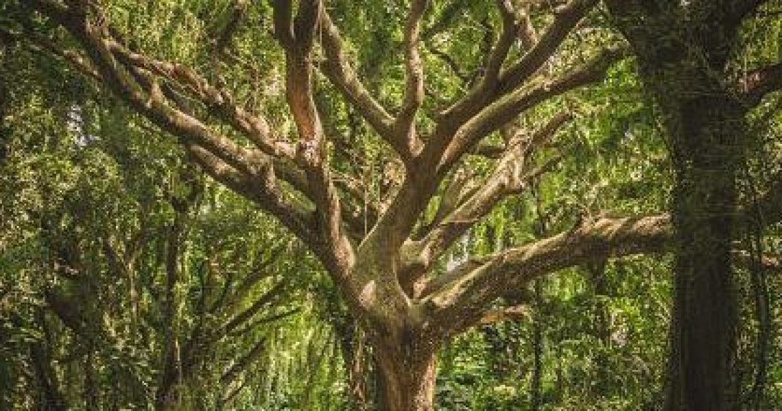 pexels-photo-38136-700x467_opt