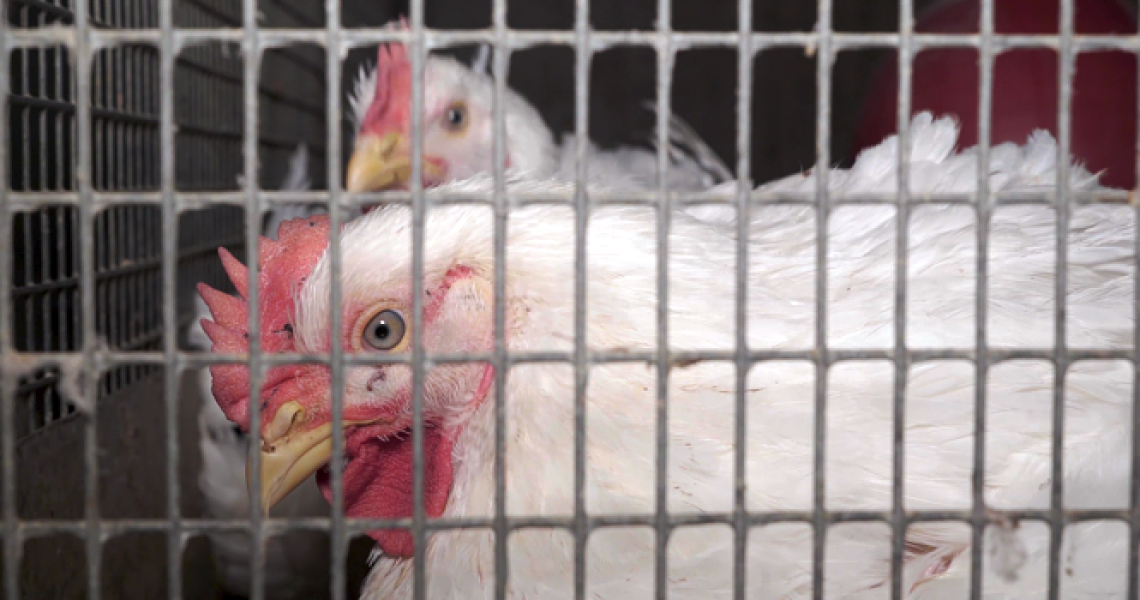 poulet-cage-regard_opt